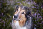 Australian-Shepherd-Mongrel in the heather