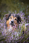 Australian-Shepherd-Mongrel in the heather