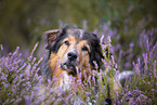 Australian-Shepherd-Mongrel in the heather