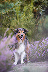 Australian-Shepherd-Mongrel in the heather