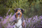 Australian-Shepherd-Mongrel in the heather