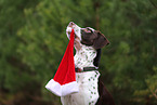 Dalmatian-Labrador-Mongrel with christmas decoration