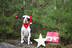 Dalmatian-Labrador-Mongrel with christmas decoration