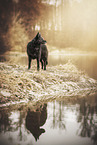 old Shepherd-Schnauzer