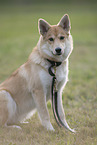 Shepherd-Husky in summer