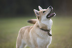 Shepherd-Husky in summer