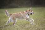 Shepherd-Husky in summer