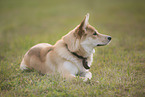 Shepherd-Husky in summer