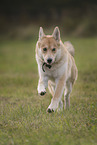 Shepherd-Husky in summer