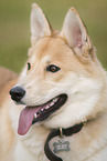 Shepherd-Husky in summer