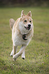 Shepherd-Husky in summer