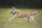 Shepherd-Husky in summer