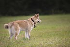 Shepherd-Husky in summer