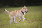 Shepherd-Husky in summer
