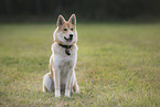 Shepherd-Husky in summer