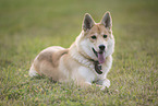 Shepherd-Husky in summer