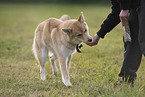 Shepherd-Husky in summer