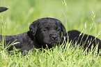 black Labrador Mongrel Puppy
