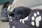 black Labrador Mongrel Puppy
