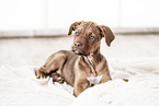 Doberman-Dogue-de-Bordeaux-Mongrel