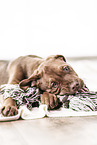 Doberman-Dogue-de-Bordeaux-Mongrel