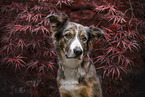 Border-Collie-Mischling