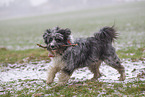 Border-Collie-Schafpudel