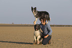 Border-Collie-Schafpudel