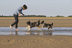 Border-Collie-Schafpudel