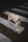 male mongrel