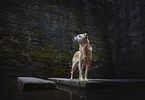 male mongrel