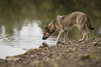 male Shepherd-Mongrel