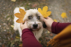 Dachshund-Bolonka-zwetna in autumn