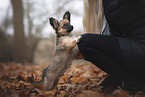 Chihuahua-Papillon Puppy