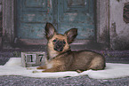 Chihuahua-Papillon Puppy