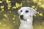 female Labrador-Retriever-Mongel