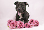 American-Staffordshire-Terrier-Mongrel