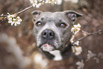 American-Staffordshire-Terrier-Mongrel