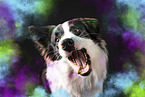 Border-Collie-Mongrel with holi colour