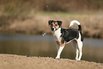 Parson-Russell-Terrier-Mongrel in autumn
