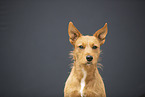 Mongrel Portrait