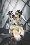 female Australian-Shepherd-Border-Collie