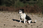 Jack-Russell-Terrier-Mongrel