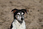 Jack-Russell-Terrier-Mongrel