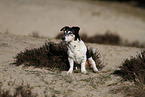 Jack-Russell-Terrier-Mongrel