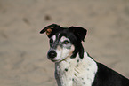 Jack-Russell-Terrier-Mongrel