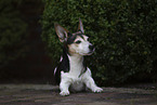 adult Jack-Russell-Terrier-Mongrel