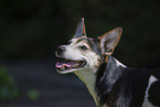 adult Jack-Russell-Terrier-Mongrel