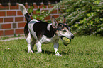 adult Jack-Russell-Terrier-Mongrel