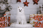 white Miniature-Spitz-Mongrel